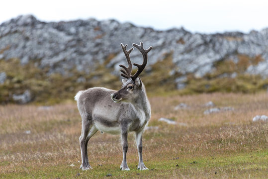 Fototapeta Reindeer