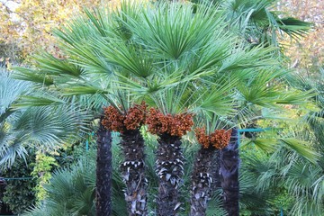 Оранжевые плоды на цветущих пальмовых деревьях.