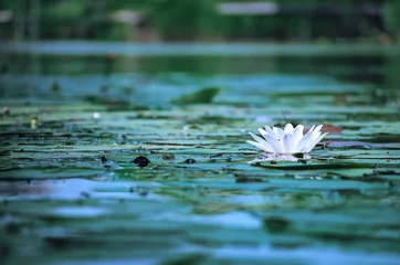Crédence de cuisine en verre imprimé Nénuphars water lily  water lily in a pond