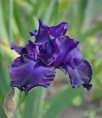 iris flower
