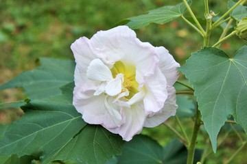 Белые розы на кустах в парке