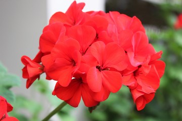 Кустарные цветы в южном городе Сочи.