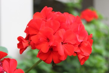 Кустарные цветы в южном городе Сочи.