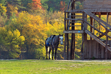 Sunny day in the mountains. The old gray horse