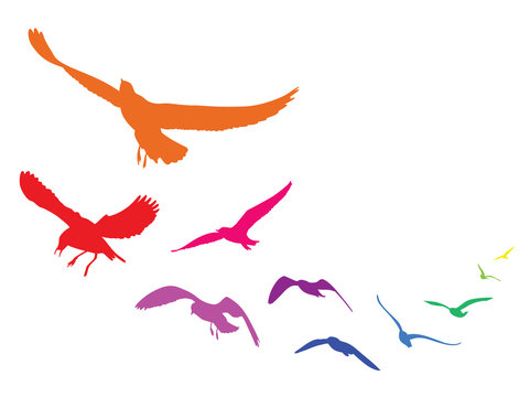 Colorful silhouettes of flying seagulls, vector illustration birds, isolated on white background