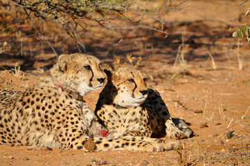 Closeup of a cheetahs with tracking collars in Okonjima Game Reserve in Namibia Africa. Okonjima is a wildlife reserve which rescues and rehabilitate African carnivores.