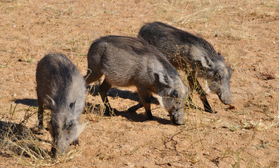 Three warthogs searching for food in Etosha national park in Namibia Africa