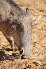 Close up of a warthog searching for food in Etosha national park in Namibia Africa