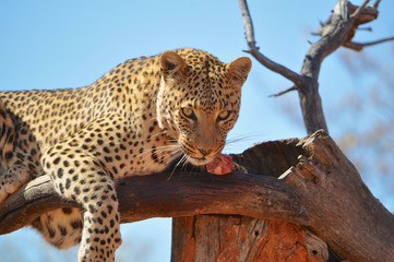 Fototapeta premium A leopard eating raw meat in a tree in Okonjima Game Reserve in Namibia Africa. Okonjima is a wildlife reserve which rescues and rehabilitate African carnivores.
