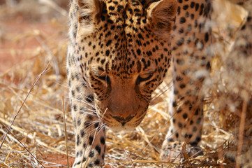Close up of a leopard in Etosha national park in Namibia Africa