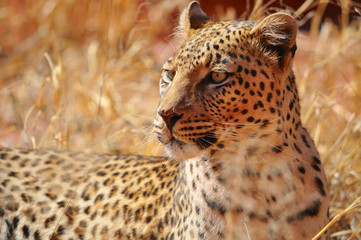 Fototapeta premium Close up of a leopard in Etosha national park in Namibia Africa