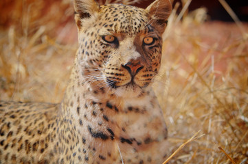 Close up of a leopard in Etosha national park in Namibia Africa