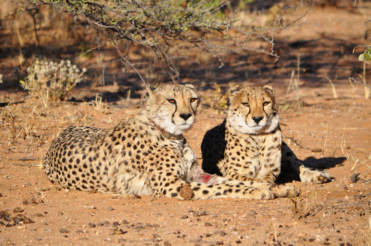 Closeup of a cheetahs with tracking collars in Okonjima Game Reserve in Namibia Africa. Okonjima is a wildlife reserve which rescues and rehabilitate African carnivores.