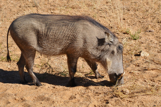 Close up of a warthog searching for food in Etosha national park in Namibia Africa
