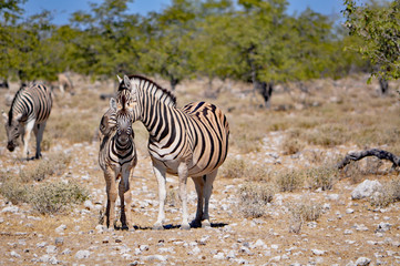 Fototapeta na wymiar Burchell's zebra and its baby in Namibia Africa