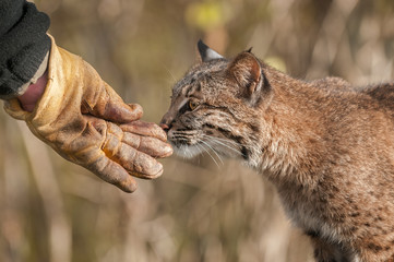 Bobcat (Lynx rufus) Sniffs Handler's Gloved Hand
