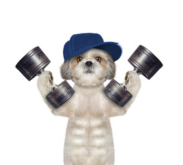 Sport. Cute dog is going to do exercise with weight - 123965804