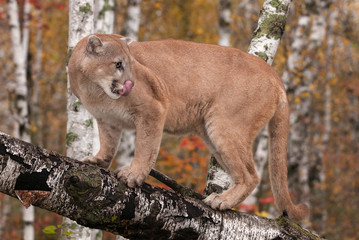 Naklejka na ściany i meble Adult Male Cougar (Puma concolor) Licks Nose Looking Right