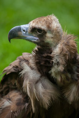 Cinereous vulture (Aegypius monachus)