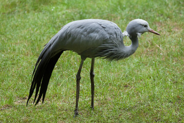 Blue crane (Grus paradisea).