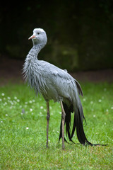 Blue crane (Grus paradisea).