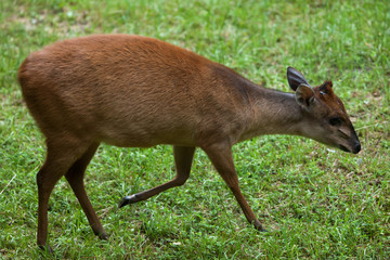 Red forest duiker (Cephalophus natalensis).