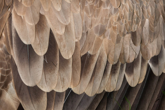 Cinereous vulture (Aegypius monachus). Plumage texture
