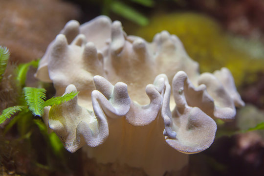Leather mushroom coral (Sarcophyton sp).