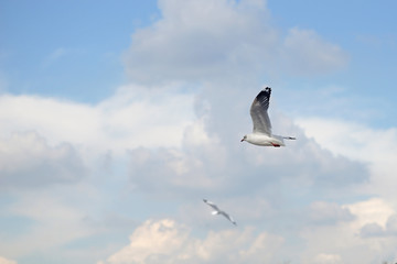 Obraz premium flying seagull bird