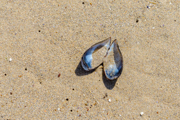 shell of the mussels in the sand close up