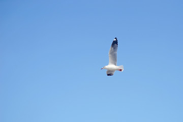 flying seagull bird