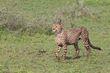 Adult male African Cheetah hunting for prey in Serengetti National Park
