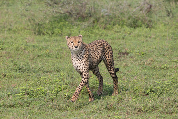 Adult male African Cheetah hunting for prey in Serengetti National Park