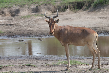 Hartebeest in Botswana Africa