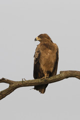 Tawny Eagle against white sky in Tanzania