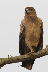 Tawny Eagle against white sky in Tanzania