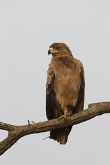 Tawny Eagle against white sky in Tanzania