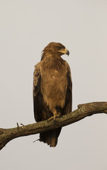 Tawny Eagle against white sky in Tanzania
