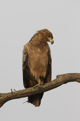 Tawny Eagle against white sky in Tanzania