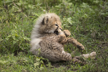 Fototapeta na wymiar Baby Cheetah in Serengeti, Tanzania Africa