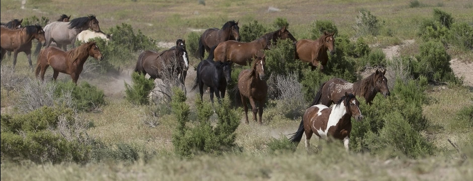 Wild mustangs running to waterhole in Utah