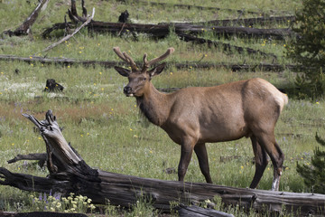 Young Elk in Velvet