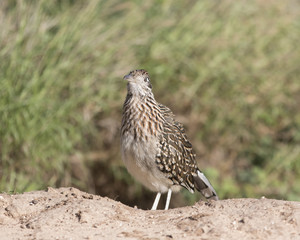 Greater Roadrunner at ranch in Texas