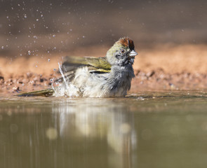 Olive Sparrow bathing
