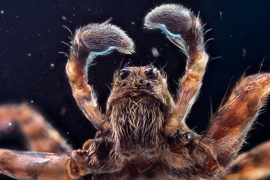 Extra-sharp shot of the male wolf jumping spider through a microscope