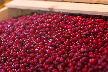 Red ripe cranberries background