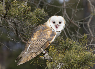 Barn Owl in tree