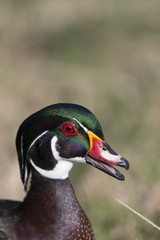 Male Wood Duck Portrait