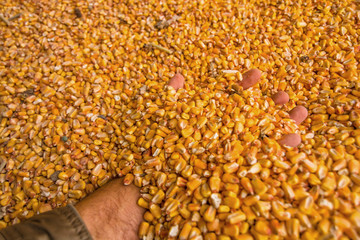 Pile of organic ripe corn seeds with farmer's hand inside