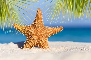 Fototapeta na wymiar Starfish on caribbean sandy beach